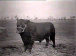 Champion Angus ancestor of Lowline miniature cattle