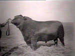 Champion Angus ancestor of Lowline miniature cattle.