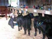 Australian Lowlines have beautiful calves