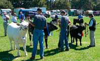 Ploughbright Chatterbox winning all breeds at Kumeu Show