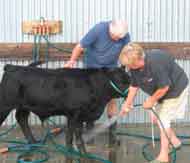 Placid Australian Lowline calf preparing for his first show
