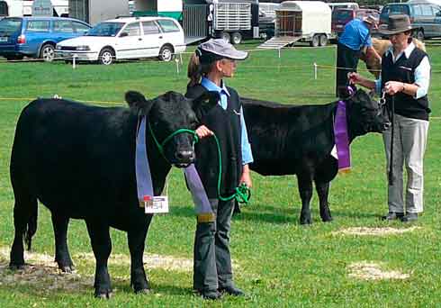 Ploughbright Chatterbox and Casablanca Sahara, champion and reserve champion junior females in Lowline classes