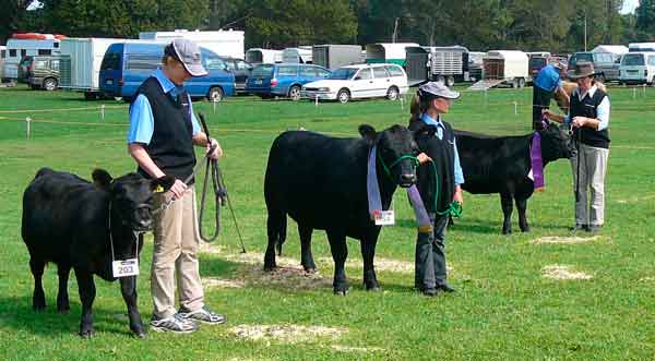 Success for Ploughbright and Casablanca Lowlines at 86th Kumeu Show