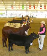 Lucy Kuipers of Elle Kay Stud lining up her Australian Lowline in the inter-breed at the Sydney Royal Show Heifer Show