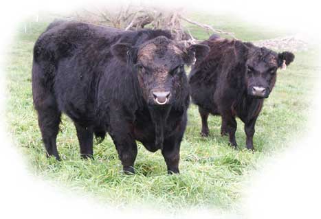 Cow Angus