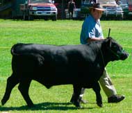 Casablanca Barbary Coast led by Noel Yearbury at the Kumeu Show