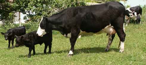 Small calves make easy calving. Use Lowline bulls as terminal sires over your heifers.