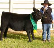 Rebecca Ritchie was Reserve Champion Junior Parader with Allambie Perfect Princess