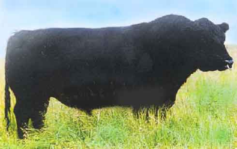 History of Australian Lowline Angus Cattle