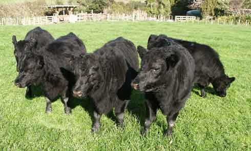 Australian Lowline small Angus weaners at six months